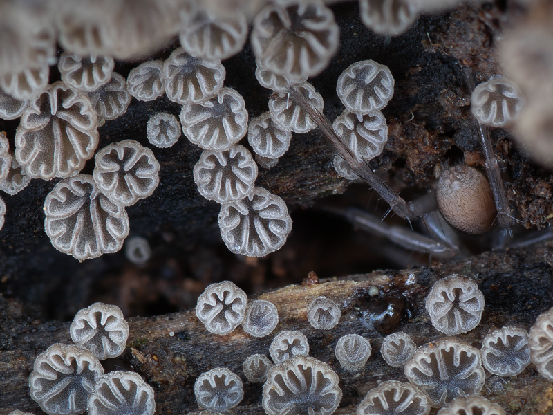 Resupinatus striatulus